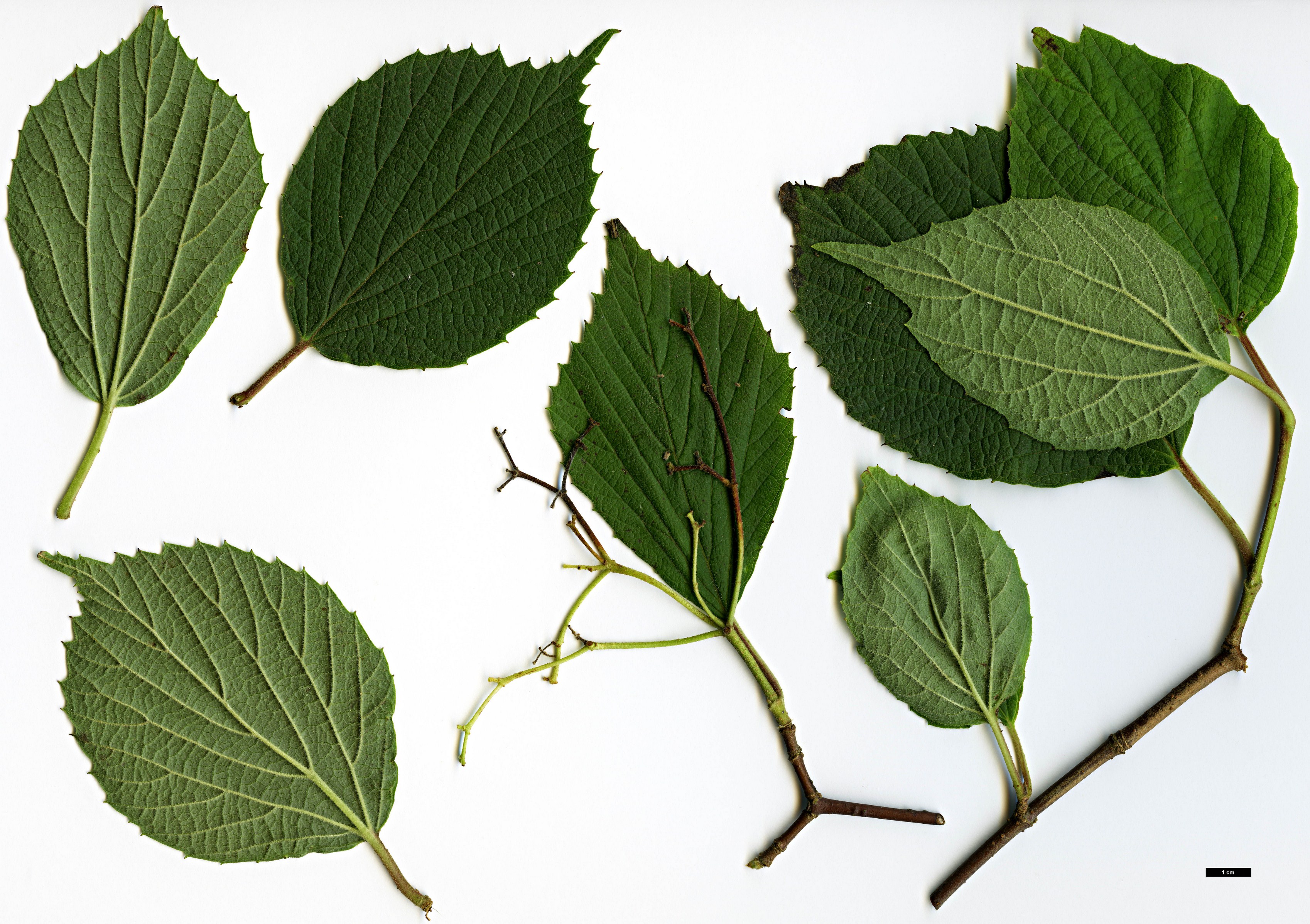 High resolution image: Family: Adoxaceae - Genus: Viburnum - Taxon: fordiae